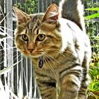 American Bobtail Longhair