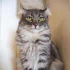 American Curl Longhair