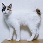 Japanese Bobtail Longhair