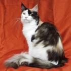 Maine Coon