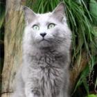 Nebelung