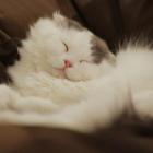 Scottish Fold Longhair