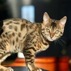 Bengal