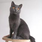 Chartreux