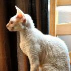 Cornish Rex