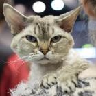 Devon Rex