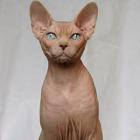 Don Sphynx