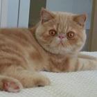 Exotic Shorthair