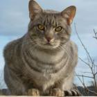 Ocicat