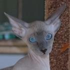 Peterbald