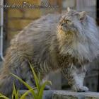 Selkirk Rex Shorthair