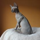 Sphynx