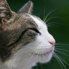 Die Katzen der TierTafel Würzburg danken für Ihre Hilfe