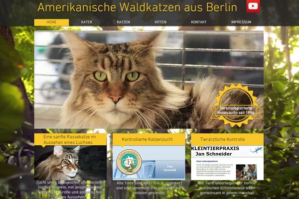 Amerikanische Waldkatzen aus Berlin