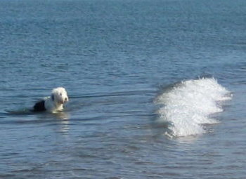 Hund im Meer